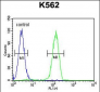 LARS2 Antibody (Center)